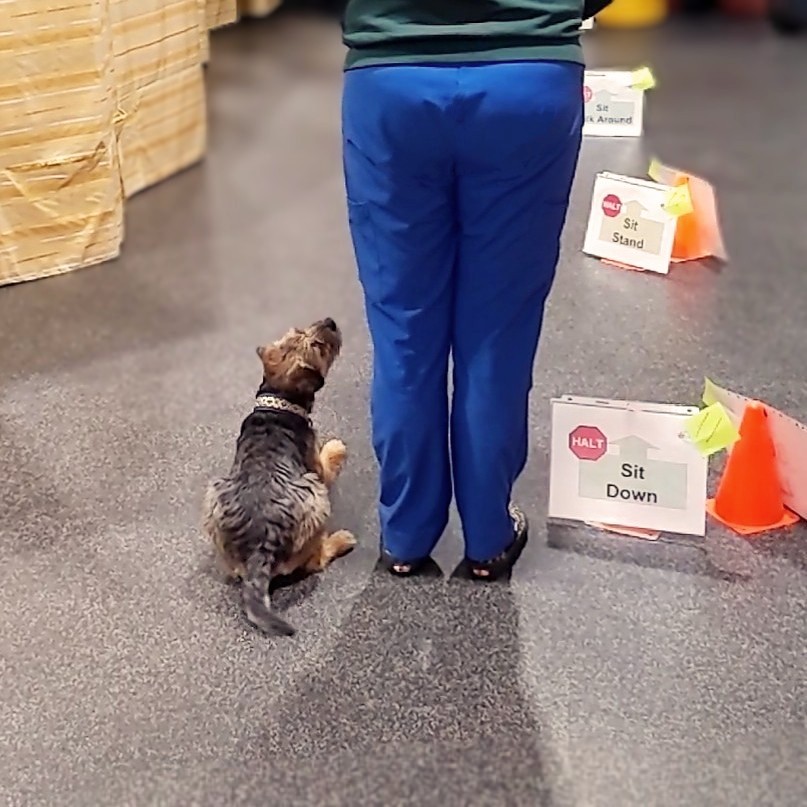 Rally Obedience