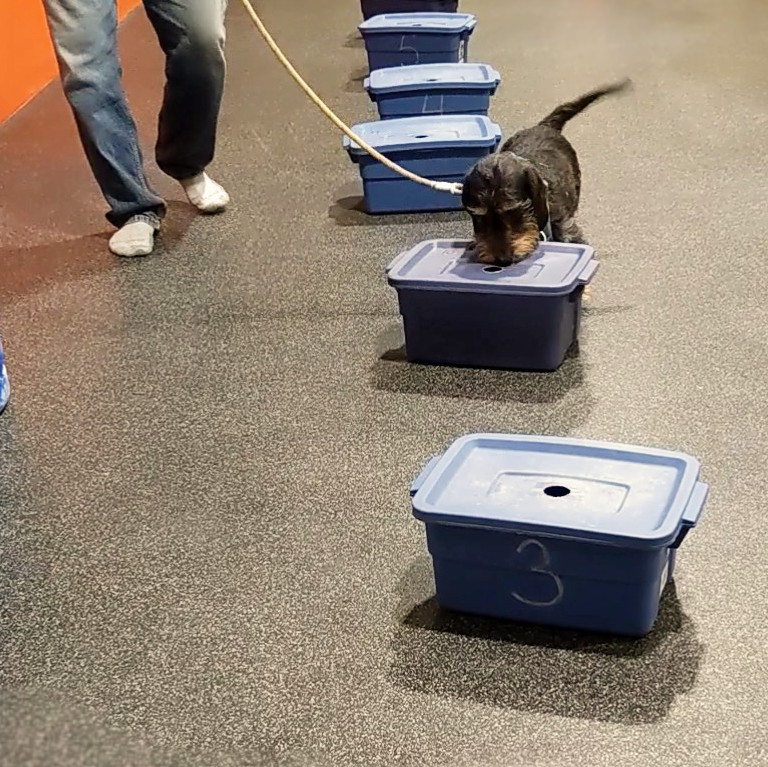 Canine Scent Detection