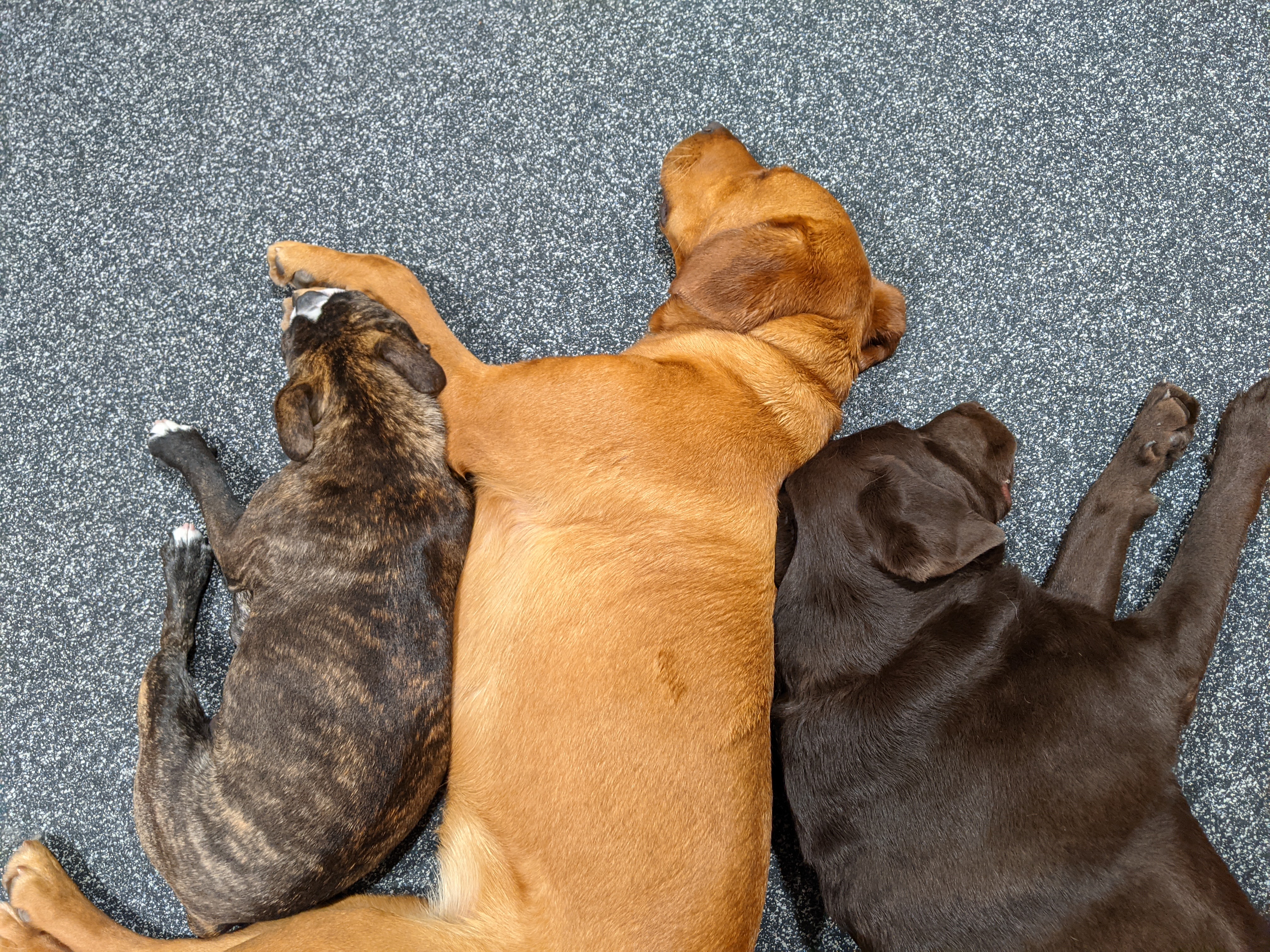 Dogs playing together in the daycare yard