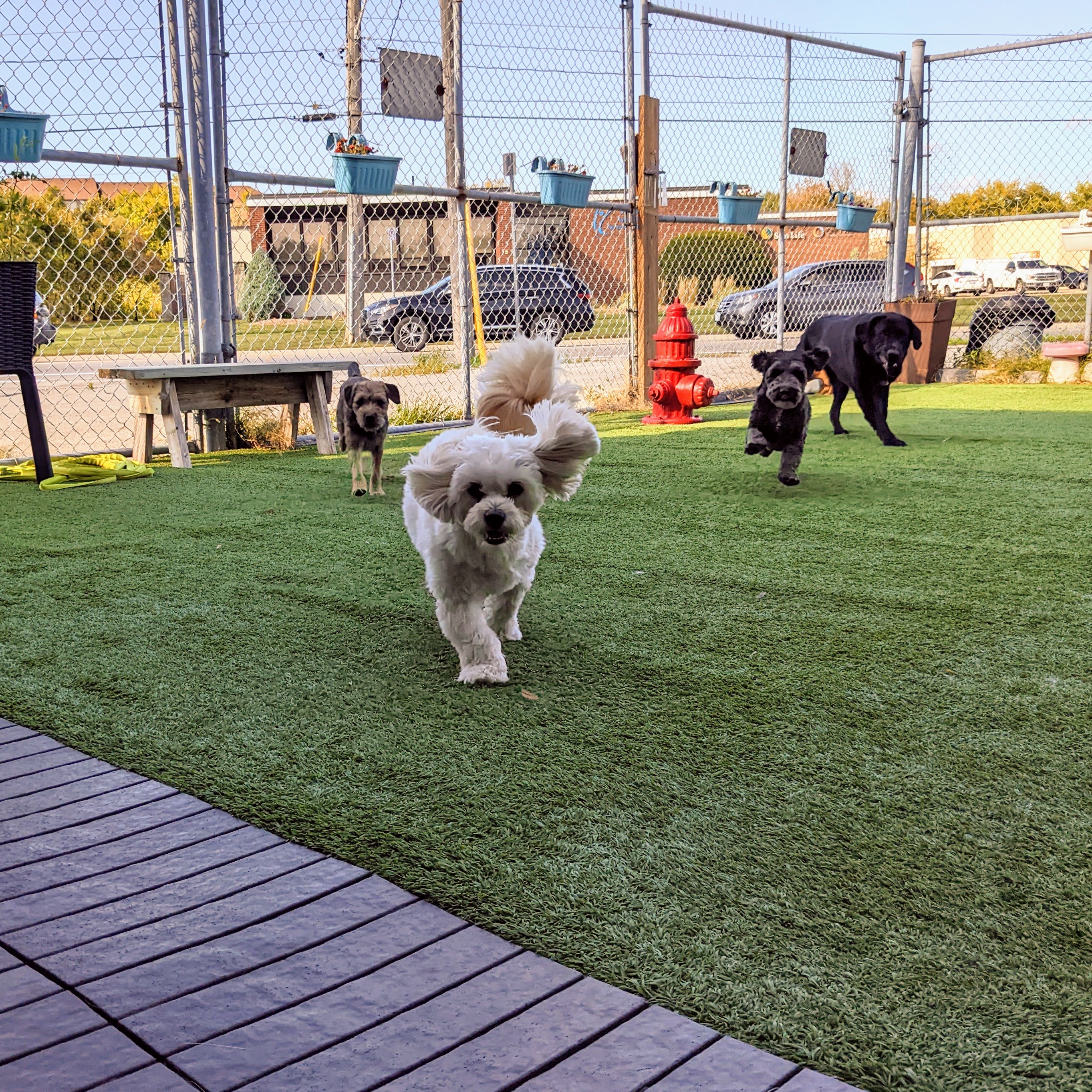 A happy dog enjoying outdoor time at Daycare School