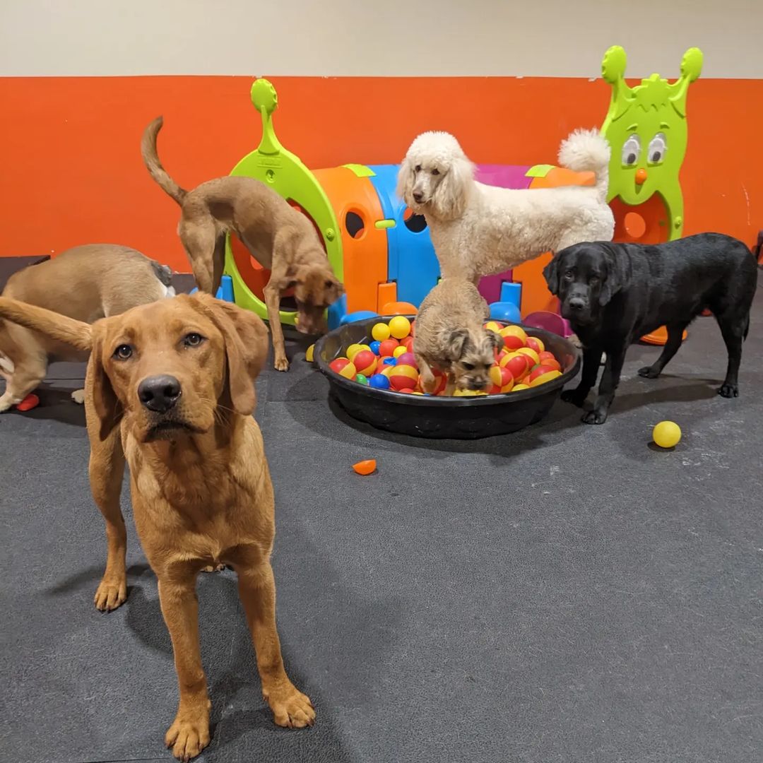 Puppies in a structured training session