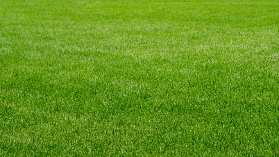 Chesterfield Lawn Fertilization