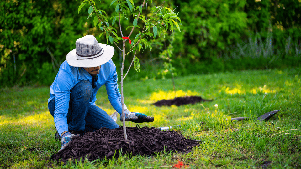 St. Charles Landscape Planting