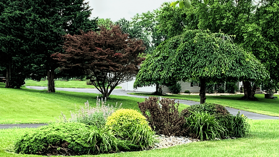 Chesterfield Tree Care & Trimming
