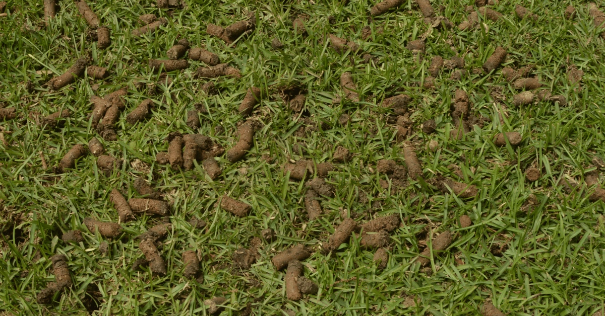 Core Aeration in Fairport, NY