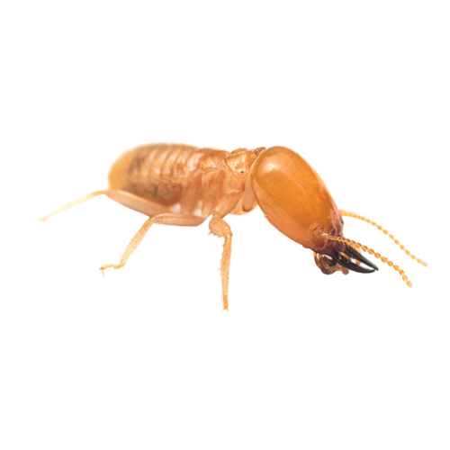 termite control