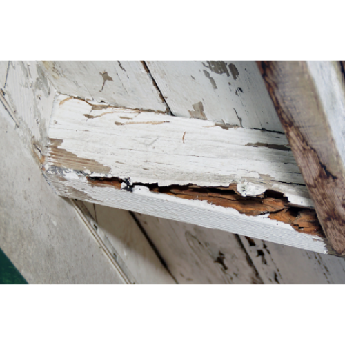 termites in your home