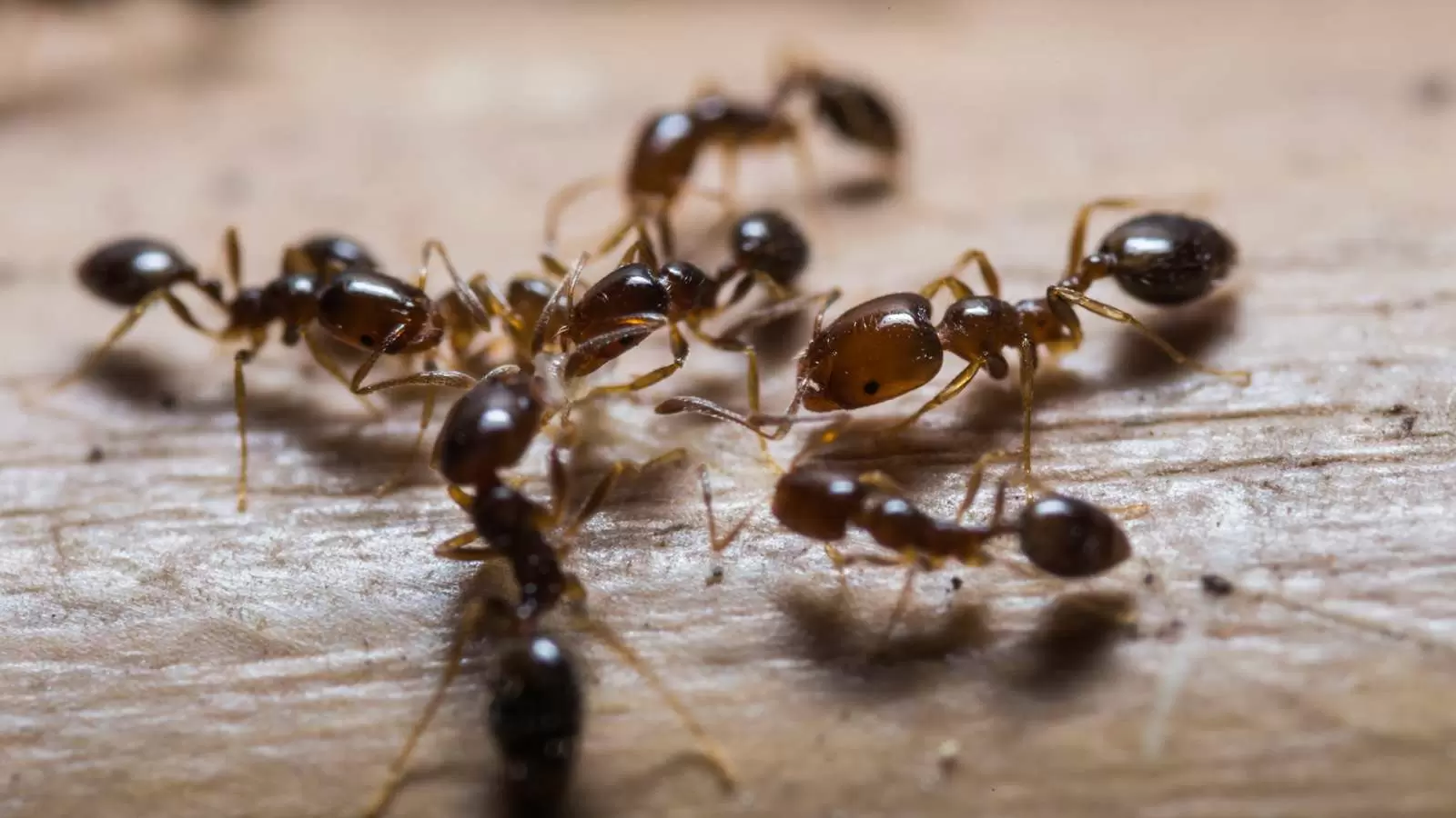 carpenter ant control