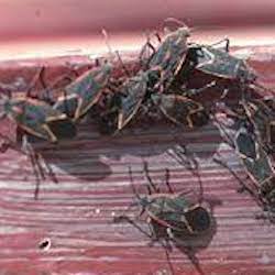 box elder bug control