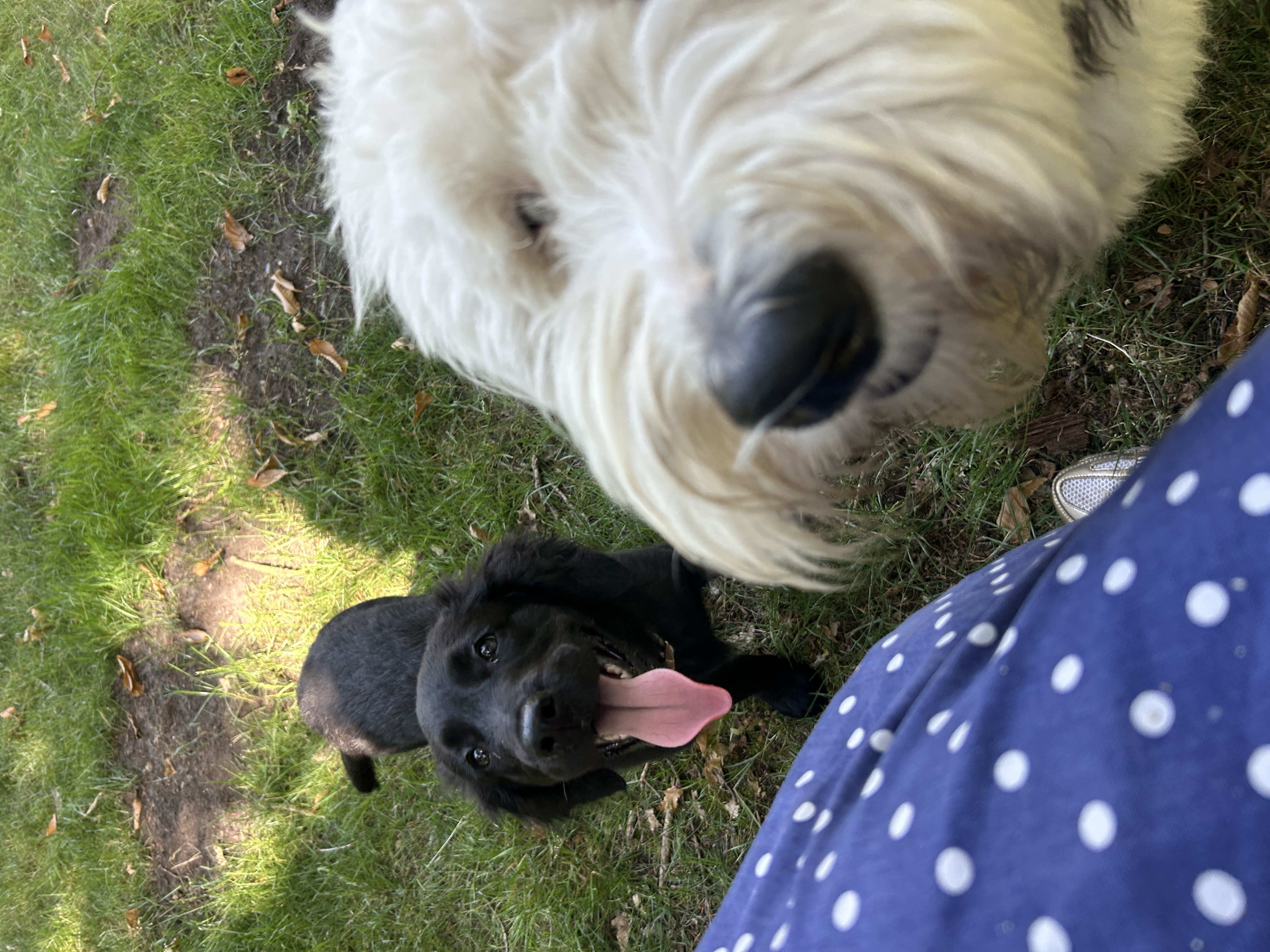 Two very different dogs being themselves