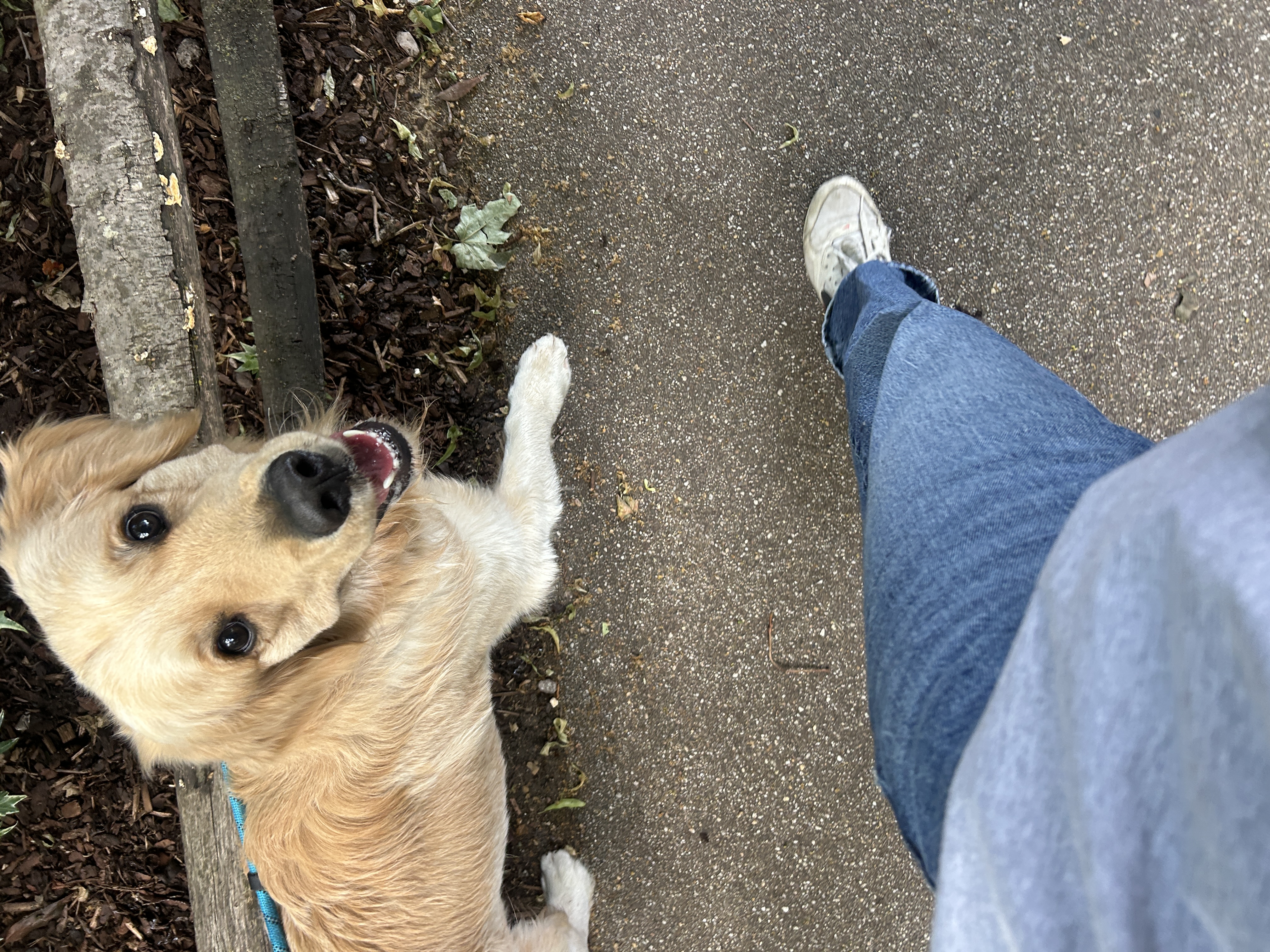 A young golden retriever on a loose lead