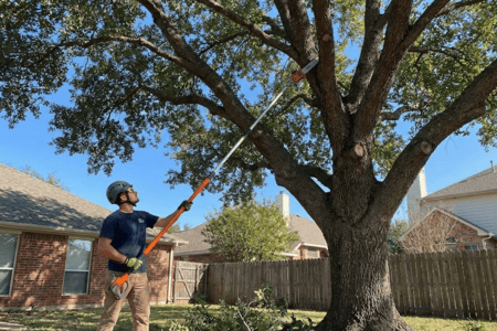 Centennial Pruning