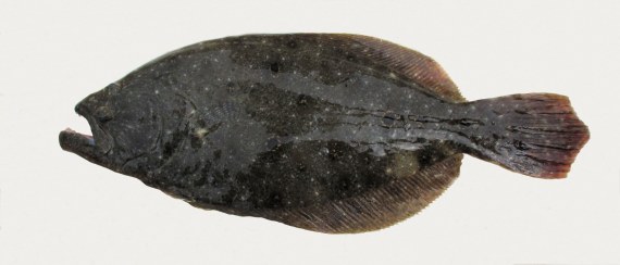 Flounder fishing Choctawhatchee Bay