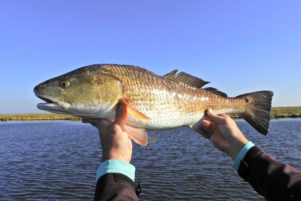 Redfish caught on Choctawhatchee Bay near Santa Rosa Beach and 30A Florida