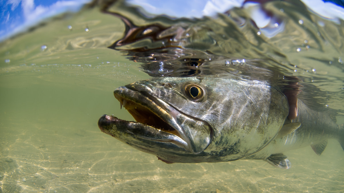 Speckled Trout caught near 30A Santa Rosa Beach