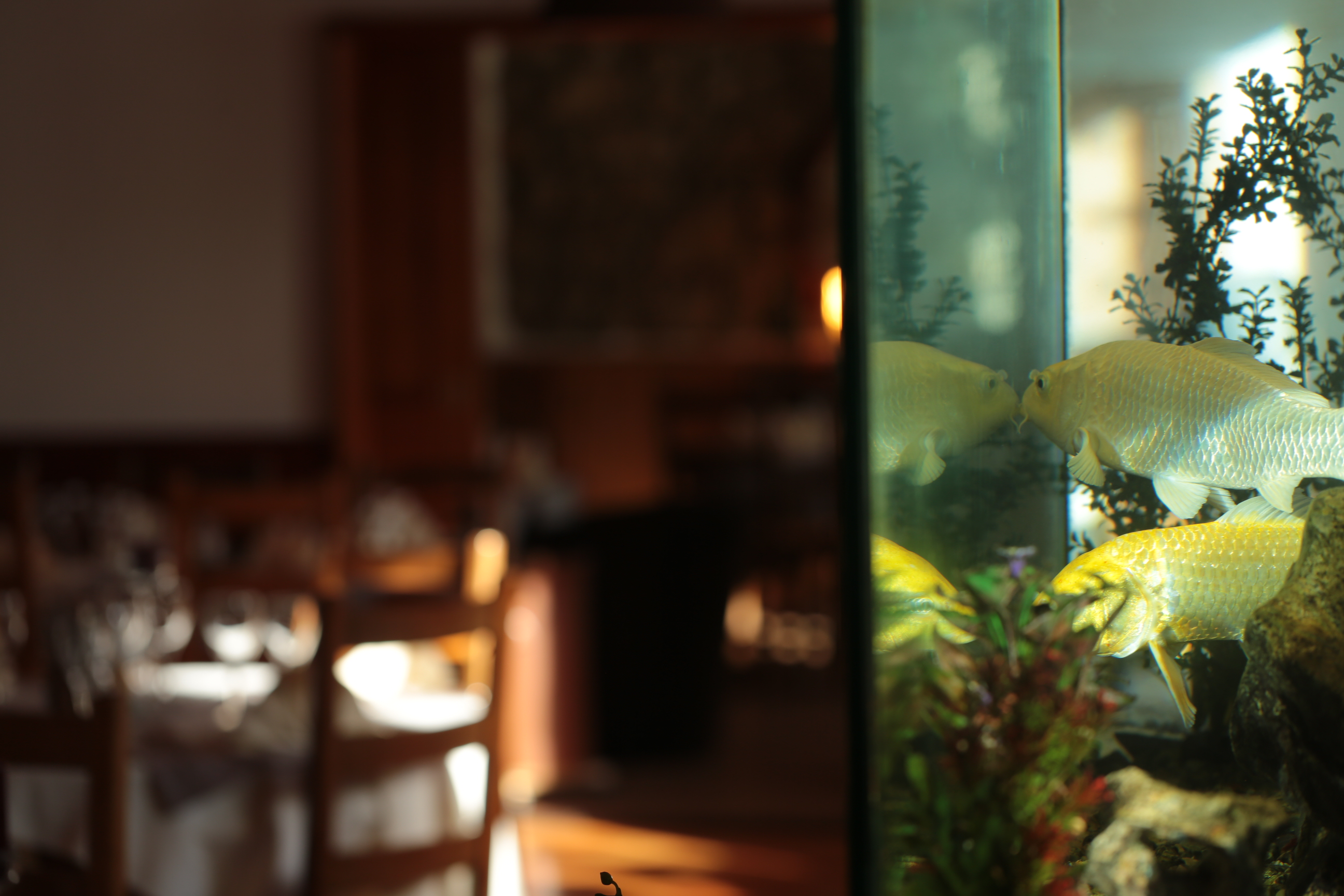 Aquarium dans le bar de l’Hôtel de la Truite