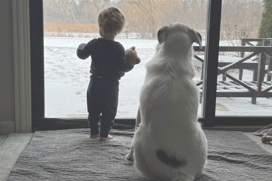 Toddler and Cute White Dog Standing Together Looking Out a Window Toddler and Cute White Dog Standing Together Looking Out a Window