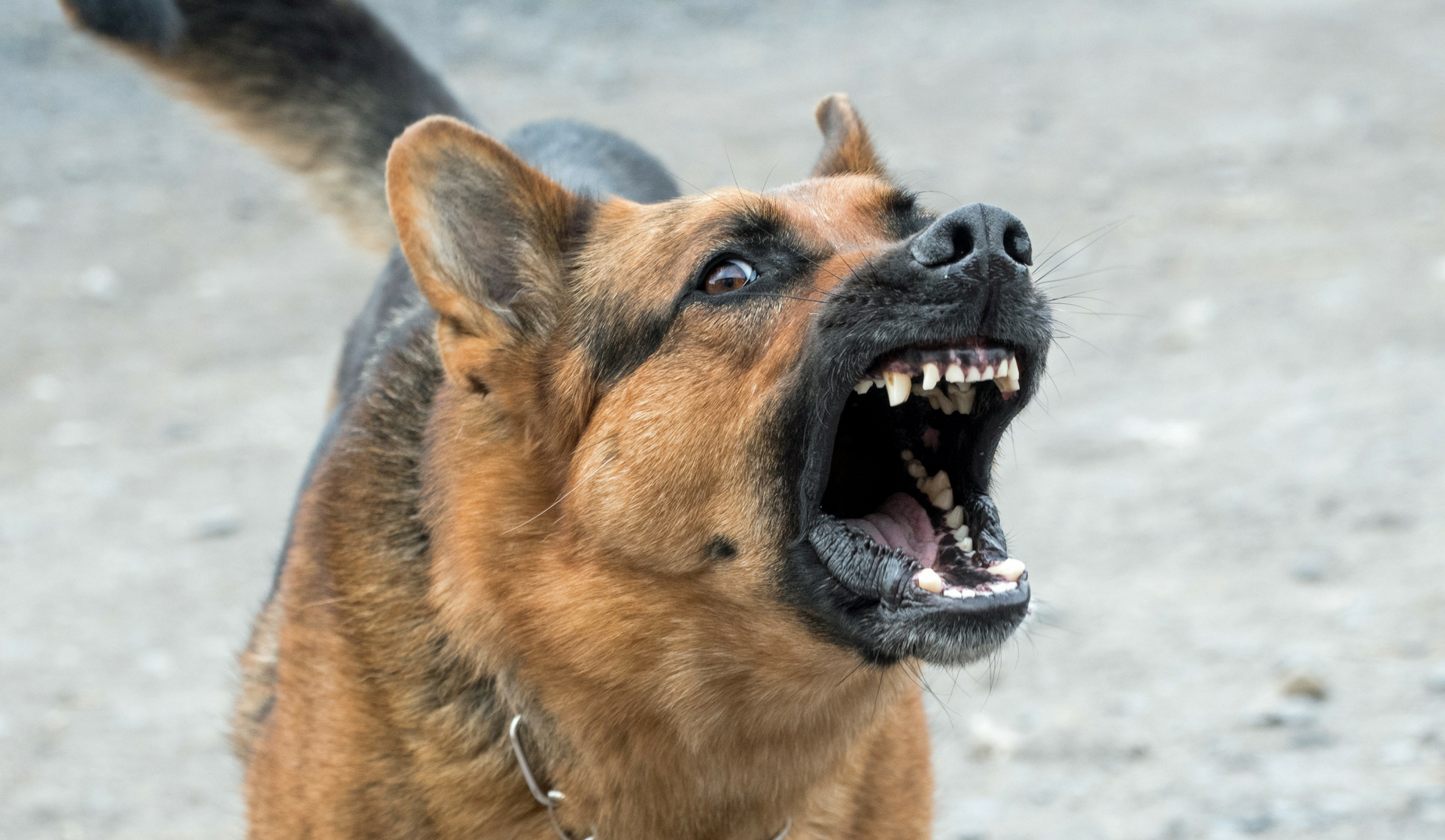 What to Do if You Own a Reactive Dog