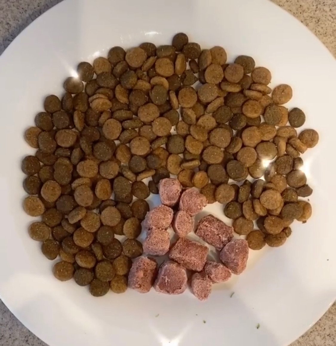 transition dog to raw diet