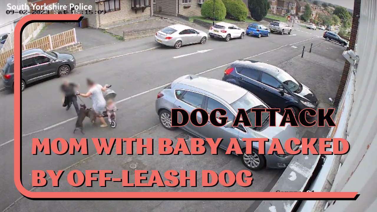 Home/Dogs/Dog Attack: Mom With Baby Attacked By Off-Leash Dog, How to Defend Against Off-Leash Dog Attack Previous Next View Larger Image Dog Attack: Mom With Baby Attacked By Off-Leash Dog, How to Defend Against Off-Leash Dog Attack