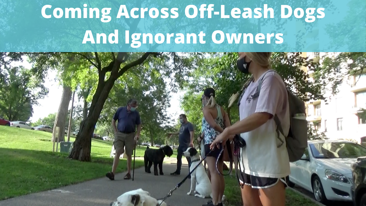 Off-Leash Etiquette And Dealing With Ignorant Dog Owners