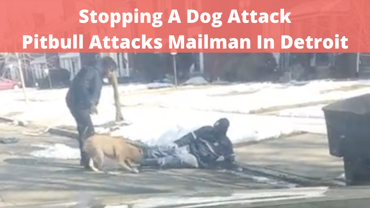 Stopping A Dog Attack: Dog Attacks Mailman