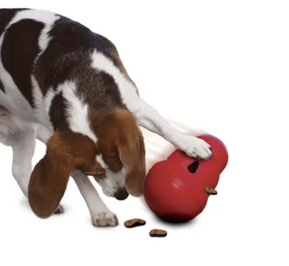 Canine Enrichment 101