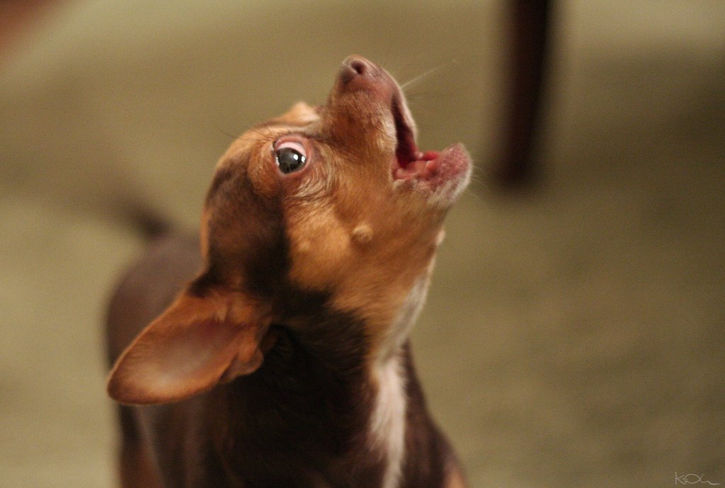 Managing Your Puppy’s Impatience and Anxiety