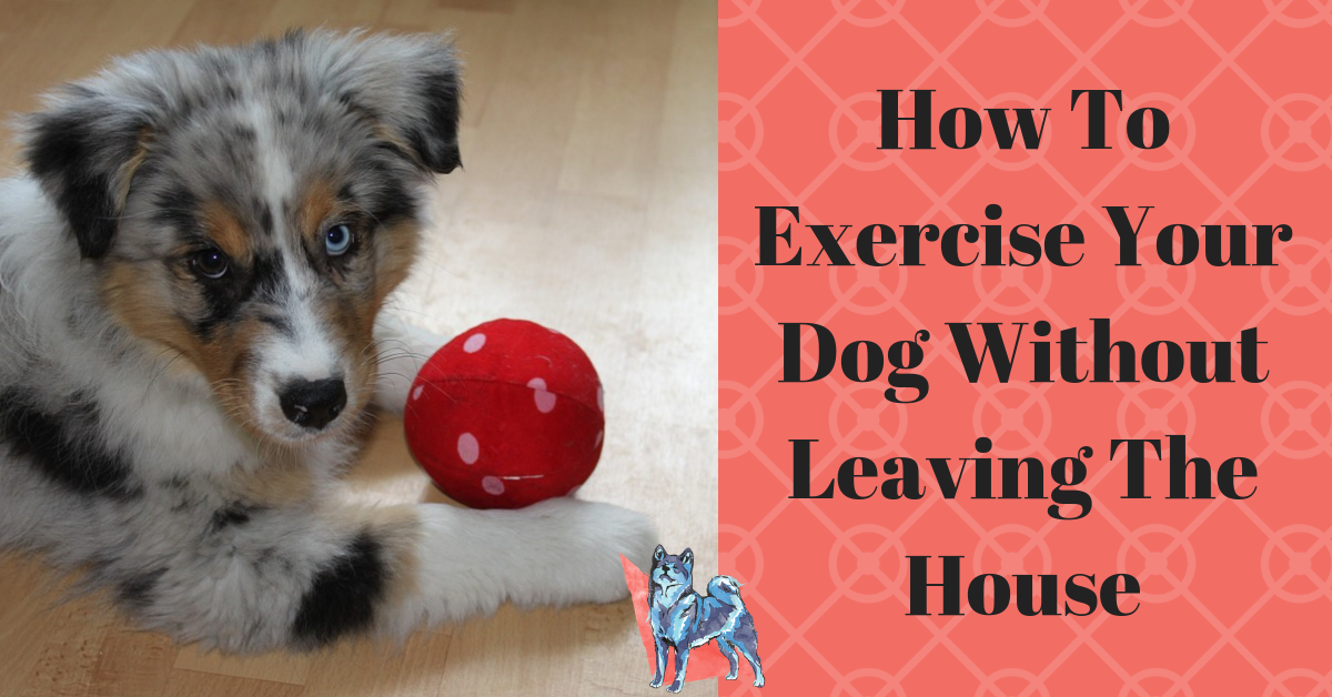 How to Exercise Your Dog Without Leaving the House