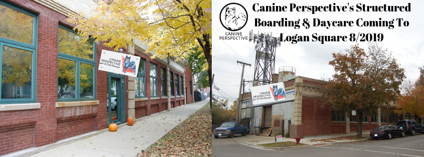 Canine Perspective is Expanding To Daycare And Boarding!