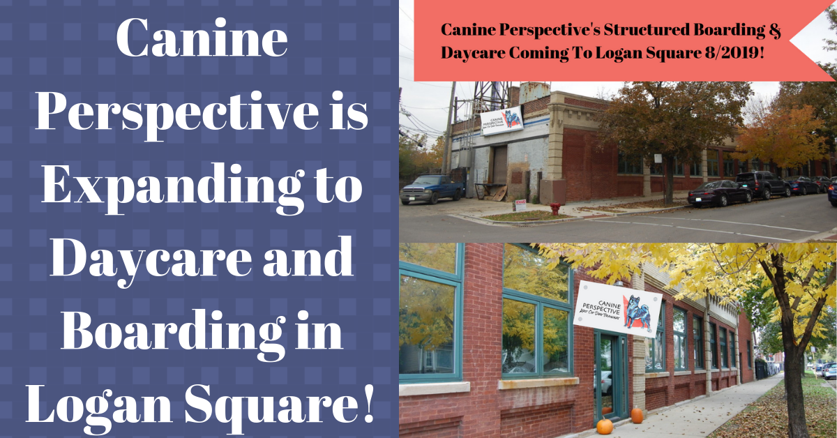 Canine Perspective is Expanding To Daycare And Boarding!