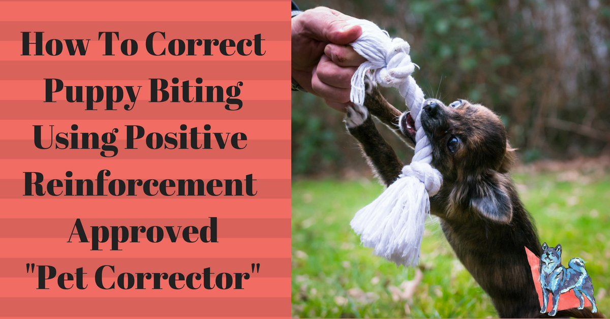 Positive Dog Training Using the Pet Corrector
