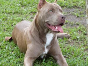 Aggression is Not Limited to Specific Dog Breeds