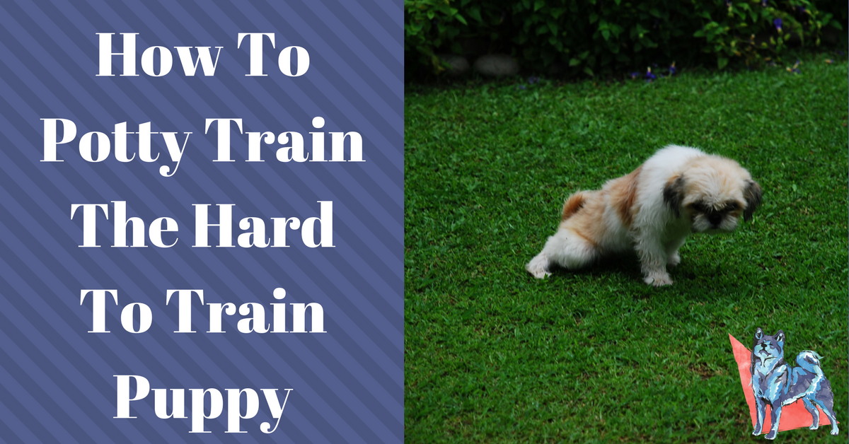 Potty Training a Puppy in 5 Simple Steps