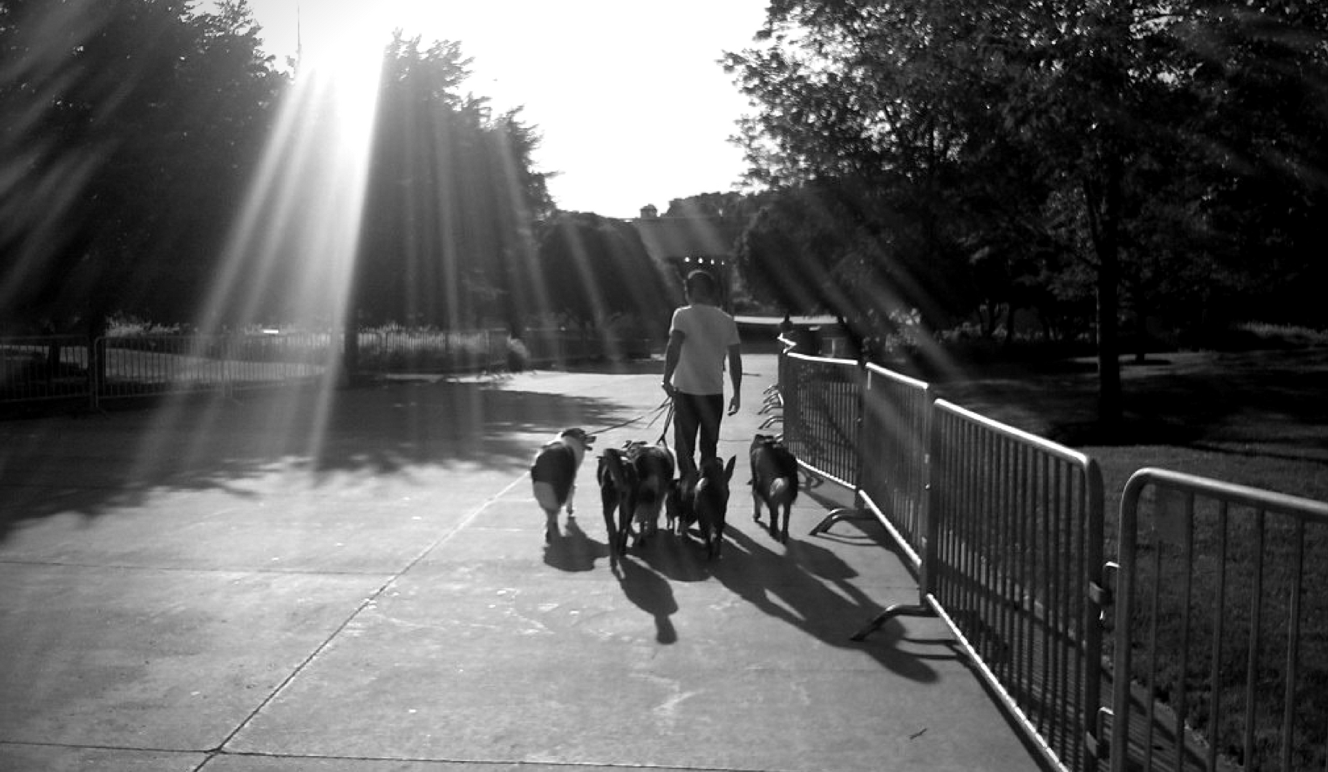 The Bark, The Bite and The Blog