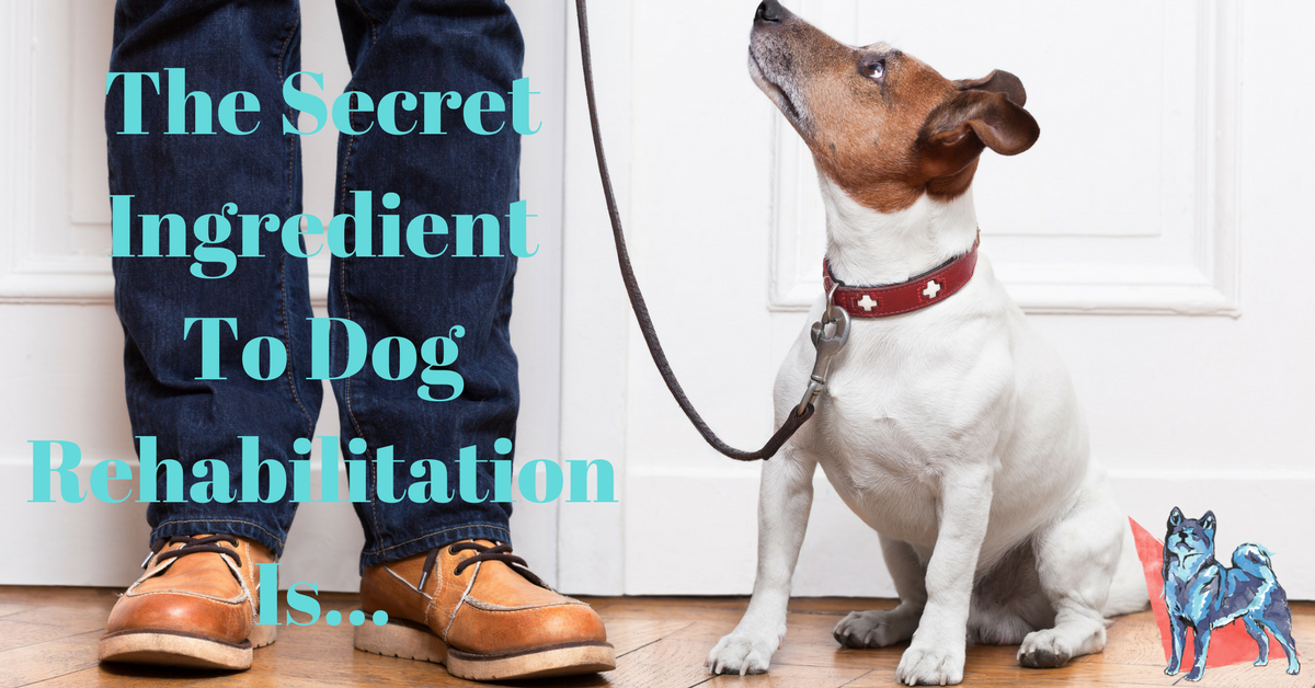 The Secret Ingredient To Dog Rehabilitation Is…
