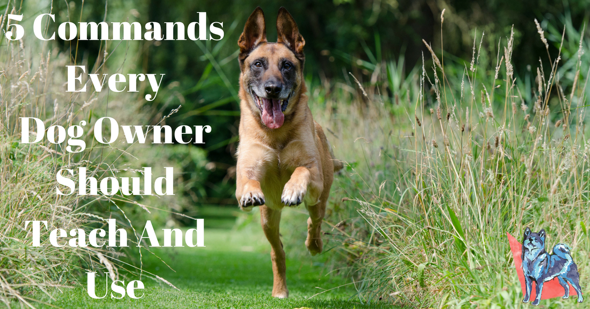 5 Basic Dog Commands Every Dog Owner Should Teach And Use