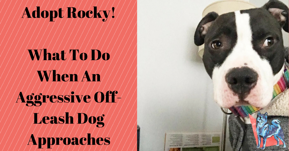What to Do If an Off-leash Dog Approaches You