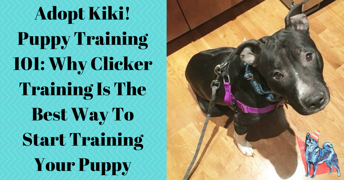 Puppy Clicker Training Tips and Strategies