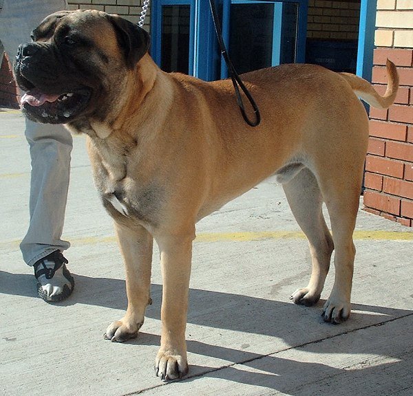What to Do If an Off-leash Dog Approaches You