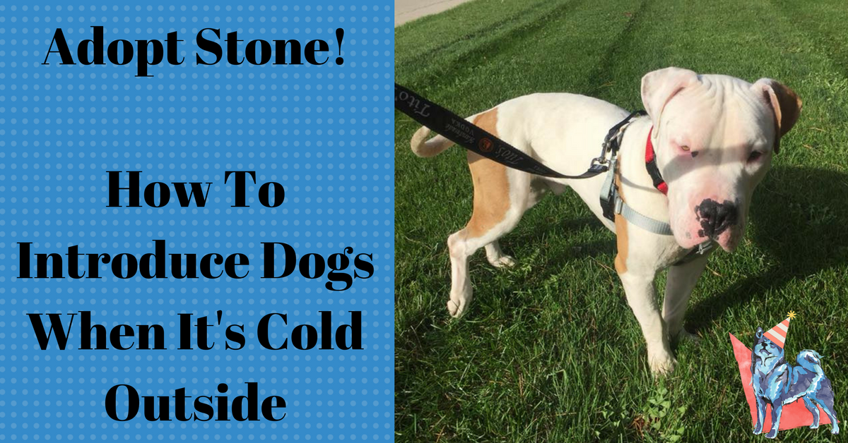 How To Introduce Dogs When It’s Cold Outside