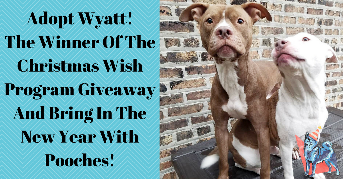 The Winner Of The Christmas Wish Program Giveaway And Bring In The New Year With Canine Perspective!
