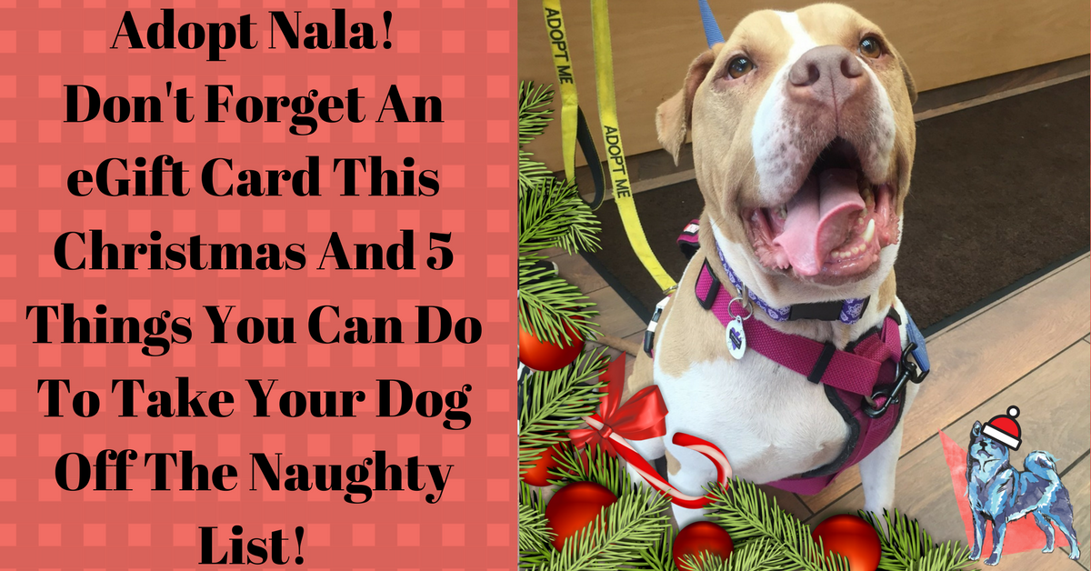 Don’t Forget An eGift Card This Christmas And 5 Things You Can Do To Take Your Dog Off The Naughty List!