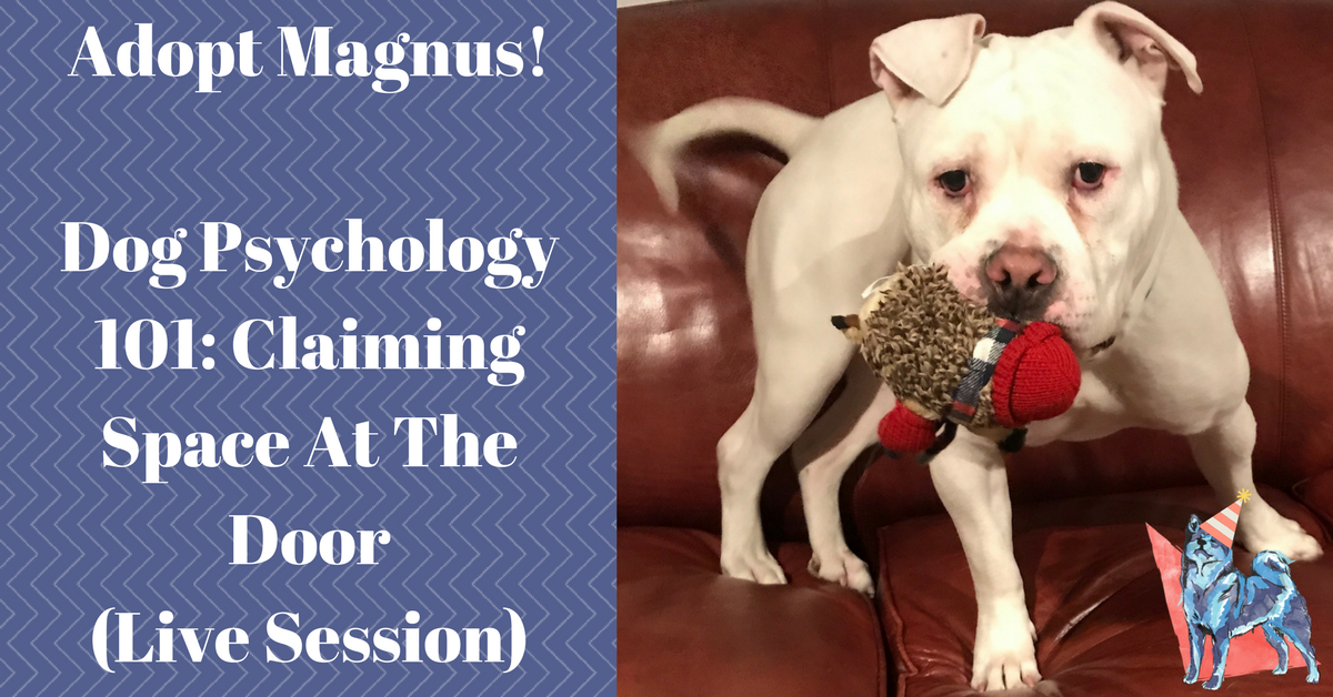 Dog Boundary Training: Claiming Space at the Door (Video Session)