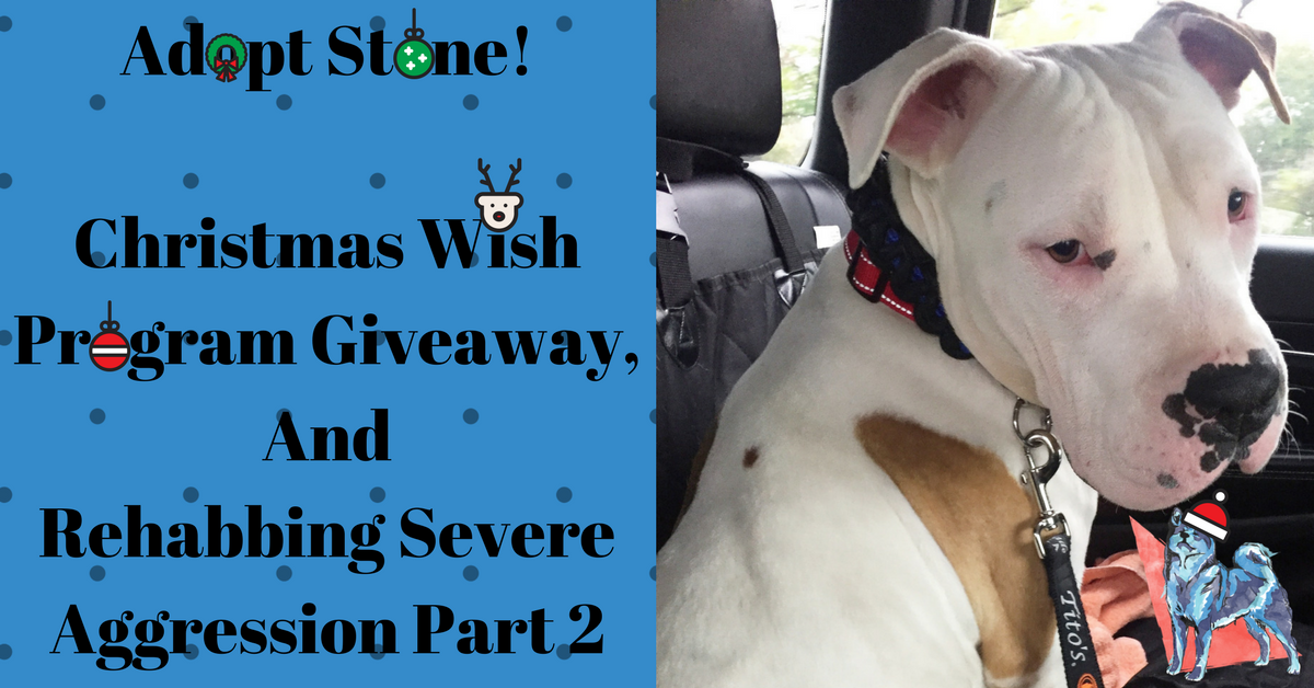 Rehabbing Severe Aggression Part 2