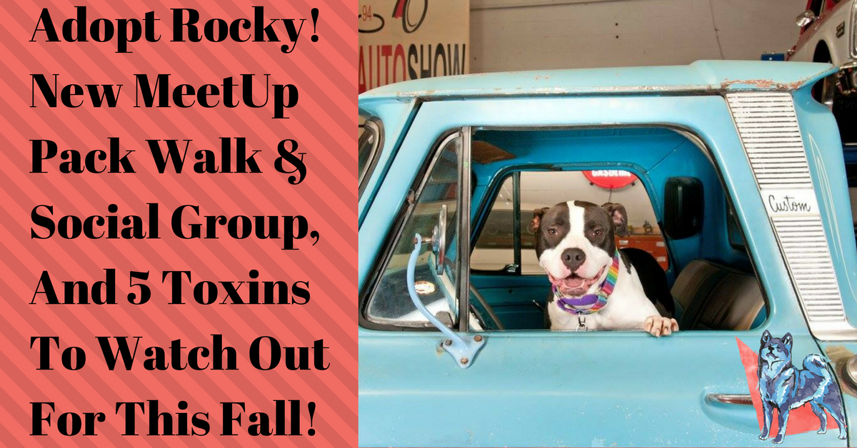 5 Toxins To Watch Out For This Fall