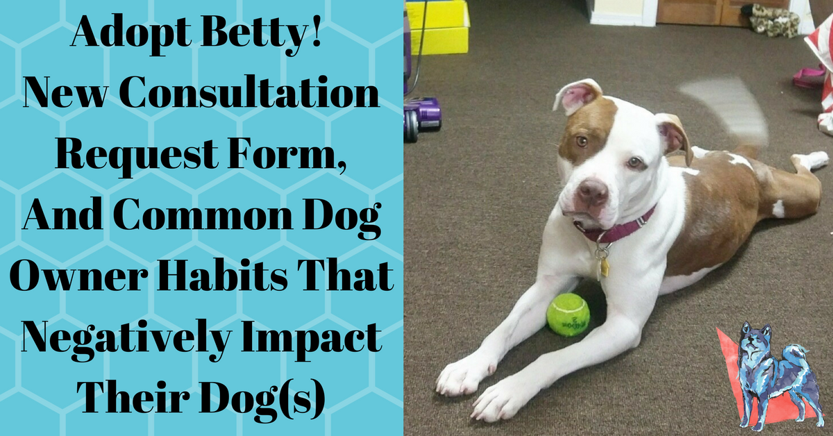 Common Dog Owner Habits That Negatively Impact Their Dog(s)