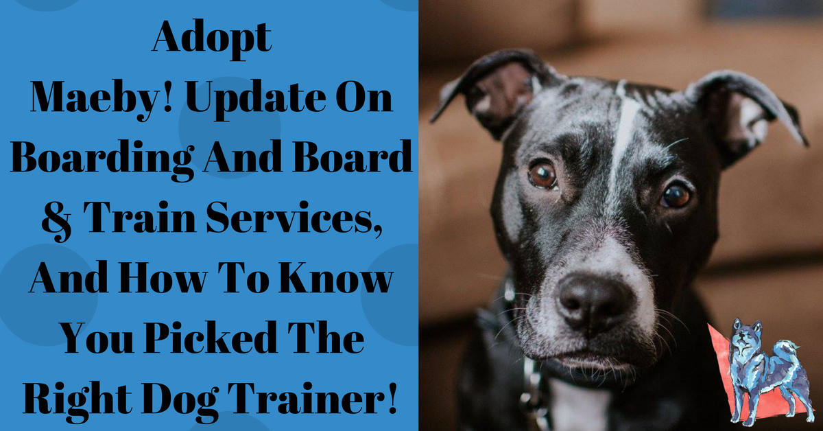 How to Find a Good Dog Trainer: Tips and Guidelines