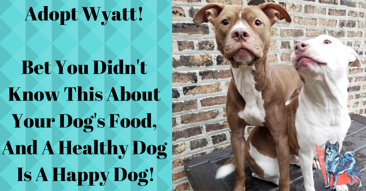 A Healthy Dog Is A Happy Dog!