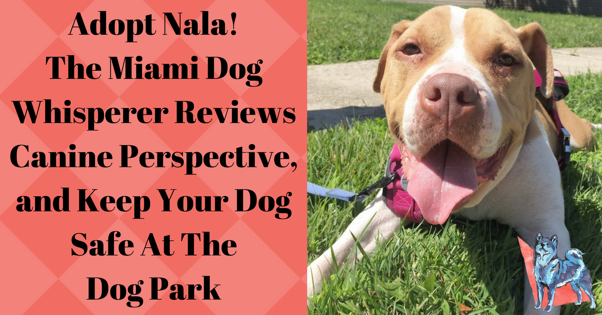 How to Protect Your Dog at the Dog Park